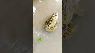 The copulatory pads are present in the forelimbs of the male frog part 2 [upl. by Nosauq]