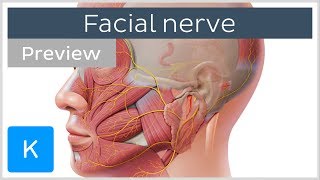 Facial nerve branches and course preview  Human Neuroanatomy  Kenhub [upl. by Abrahan]