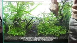 31アクアリウム2015 水草レイアウト立ち上げAquarium2015 [upl. by Schouten]