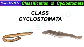 Classification of Cyclostomata I class cyclostomata classification in hindi [upl. by Gnuh511]