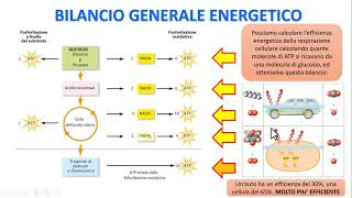 LA RESPIRAZIONE CELLULARE  Bilancio generale energetico [upl. by Odrahcir597]