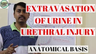 Anatomical Basis of Extravasation of Urine in Urethral Injury [upl. by Selrahcnhoj742]