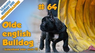 TGH 64  Ist der OEB ein Listenhund old english bulldog  Hundeschule [upl. by Alveta]