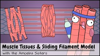 Muscle Tissues and Sliding Filament Model [upl. by Gibby]