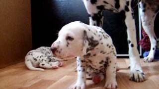 dalmatian puppies 45 weeks [upl. by Anihsat]