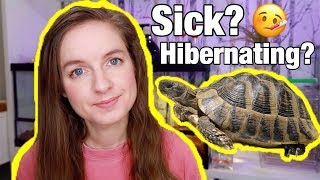 Is My Tortoise Sick Hibernation vs Brumation [upl. by Oakes]