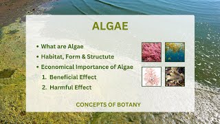 Algae Economical Importance of algae General characteristic of algae [upl. by Gnaig]