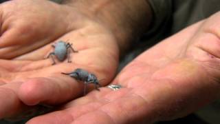 Blue Death Feigning Beetle  Cincinnati Zoo [upl. by Aeneas578]