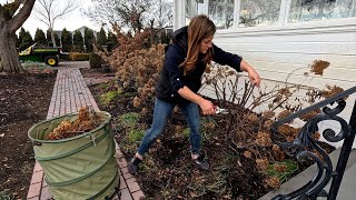 Pruning Panicle amp Smooth Hydrangeas  Pink Mink Clematis ✂️✂️✂️  Garden Answer [upl. by Eatnoid]