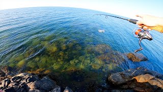 KUSTFISKE från LAND  Havsöring Makrill amp Sommar  Fiska med Kalle 2 [upl. by Ysac605]