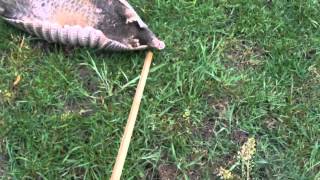 WARNING Handling a Dead Animal  Protecting Your Horses amp Yourself  Texas Armadillo [upl. by Ailahs]