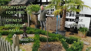 Planting a Trachycarpus Fortunei Chinese Windmill Palm UK Exotic Plants [upl. by Jess]