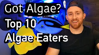 Top 10 Algae Eating Fish RANKED [upl. by Stephie]