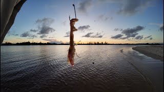 Sandflats fishing for Whiting  Flathead Catch amp Cook Ep4 [upl. by Ayim]