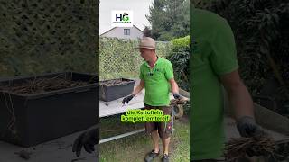 Kartoffelanbau im Kübel funktioniert perfekt👌 gartentipps gardening ernte kartoffel tipps [upl. by Diarmid]