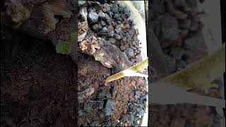 how to make drip irrigation from used buckets kumeltani dripirrigation gardening [upl. by Ivo615]