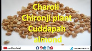 Charoli or Chironji plant tree  Cuddapah almond  Buchanania lanzan [upl. by Ydasahc]