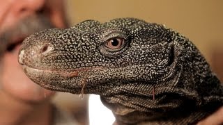 5 Cool Facts about Monitor Lizards  Pet Reptiles [upl. by Suedaht]