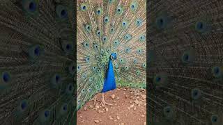 Nunca había visto a los pavorreales hacer esto animales animals pavorreal peacock nature [upl. by Hurty588]