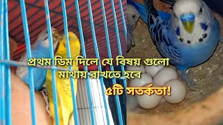 বাজরিগার পাখি প্রথম ডিম দিলে ৫টি গুরুত্বপূর্ণ সর্তকতা  যত্ন পরির্চযা খাবারের রুটিন ও করণীয় A to Z [upl. by Sej]