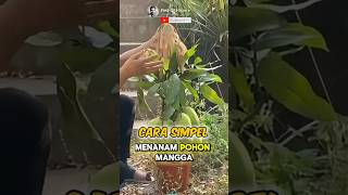 Education How to Grow Mango Fruit at Home🌟🥭 Part 01 🌍 shorts short unique [upl. by Navert399]