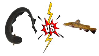 Electric Eel vs Little Cat Fish [upl. by Helene]