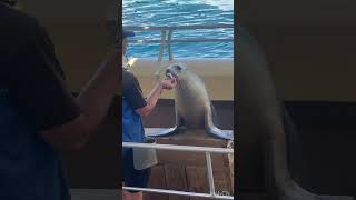 Seal show Coffs Harbour [upl. by Devad899]