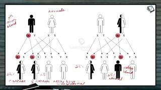 Color Blindness explained in a simple manner Principles of Inheritance and Variation Botany XII [upl. by Aleakcim]