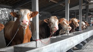 KERBAU BAJAK SAWAH  SAPI LIMOSIN SAPI BESAR SAPI JUMBO SAPI SUPER [upl. by Senn]