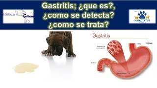 GASTRITIS EN MASCOTAS [upl. by Barrett]