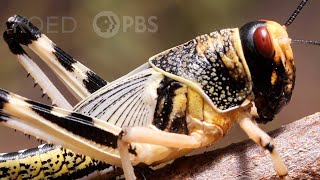 These Swarming Locusts Are Grasshoppers Gone Wrong  Deep Look [upl. by Range]