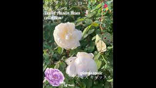 【イングリッシュローズコレクション「グラミス キャッスル」】david austin roses collection「glamis castle」 [upl. by Jeaz914]