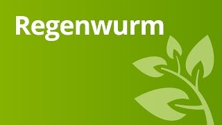 Der Regenwurm und seine Lebensweise Fortpflanzung Reaktion auf Licht Bedeutung für die Umwelt [upl. by Odie415]