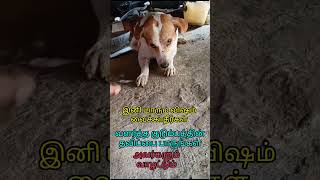 பாவம் அந்த ஜீவனின் கண்களை பாருங்கள் 🥹savedogs love sad emotional puppy pets help share dog [upl. by Alhsa]