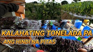 PAGHARVEST SA NAIWAN KAHIT MAY BAGYO  UPDATE TAYO SA SILI AT KAMATIS [upl. by Stepha441]