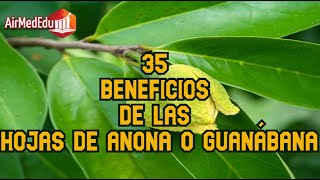 35 Beneficios de las Hojas de Anona o Guanábana [upl. by Paulita]