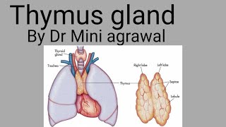 thymus gland by Dr Mini Agrawal [upl. by Einamrej122]