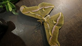 Samia cynthia  first silkmoth eclosed [upl. by Alraep]