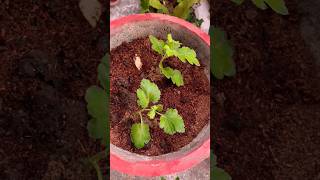 How to grow ChrysanthemumSebati from cuttingsebati plantflowersgardendecortrendingplantcare [upl. by Yamauchi530]