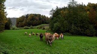 Cows on the Move  Grazing on a Small Dairy Farm [upl. by Aisylla]