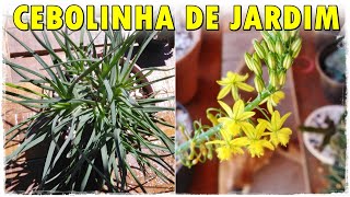 CEBOLINHA DE JARDIM Saiba como CUIDAR e CULTIVAR da Bulbine frutescens ideal para abelhas 🌹🐝 [upl. by Adamik]