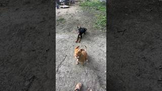 Doberman vs pitbull pitbull doberman amercianbully dog dogtraining subscribe puppy [upl. by Zile]