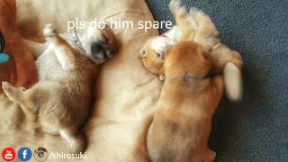 My life is potato Ep 04  Shiba Inu puppies [upl. by Tine69]