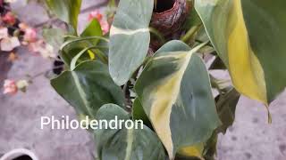 Philodendron scandens plants [upl. by Alleira976]