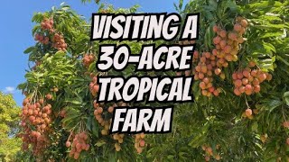 WHAT DOES A 30ACRE TROPICAL FRUIT FARM LOOK LIKE [upl. by Uta]