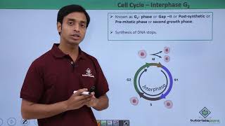 Class 11th  Cell Cycle – Interphase G2  Cell Cycle and Cell Division  Tutorials Point [upl. by Somerville]