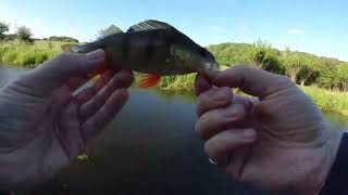 Ultralight BFS fishing for Perch  UK Canal lure fishing [upl. by Marillin]