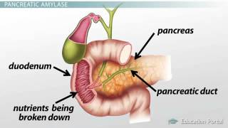 Pancreas Function Enzymes amp Role in Digestion [upl. by Nnylkoorb933]