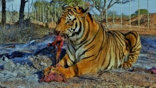 Feeding The Tigers Meowing Tigers [upl. by Aissyla508]