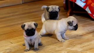 Pug Puppies For Sale [upl. by Werner]